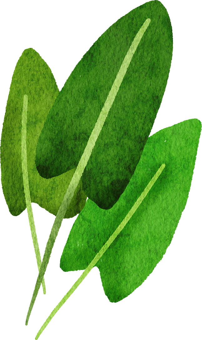 sorrel leaf